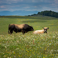 Photo bastide Villeneuve